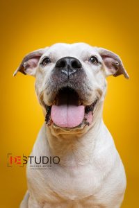 Dogs00036