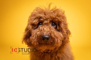 Dogs00045