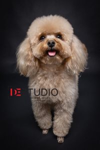 Dogs00046