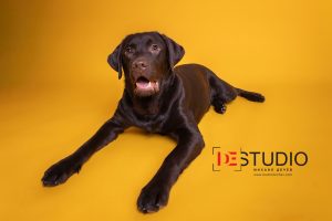 Dogs00054