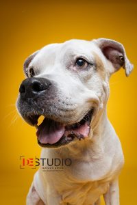 Dogs00059