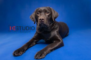 Dogs00068