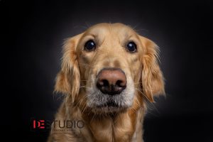 Dogs00069
