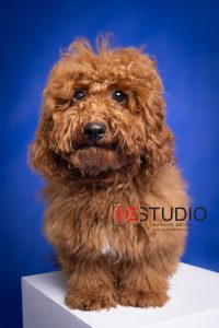 Dogs00070
