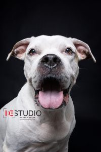 Dogs00071