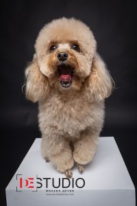 Dogs00072