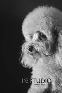 Dogs00077